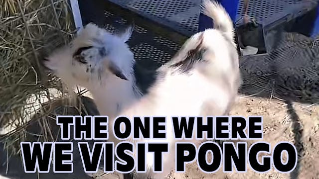The One Where We Visit Pongo
