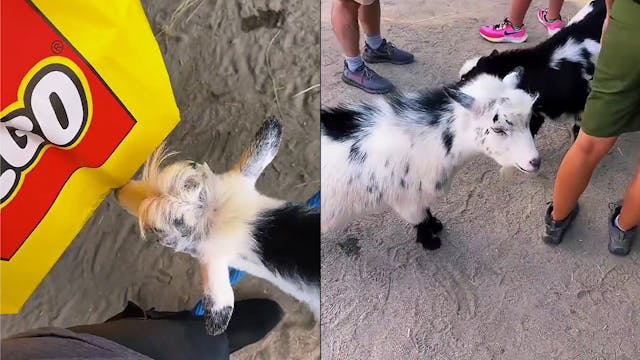 Pongo vs Legos