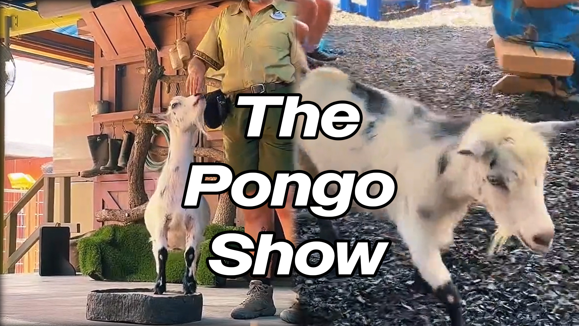 The Pongo Show
