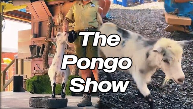 The Pongo Show