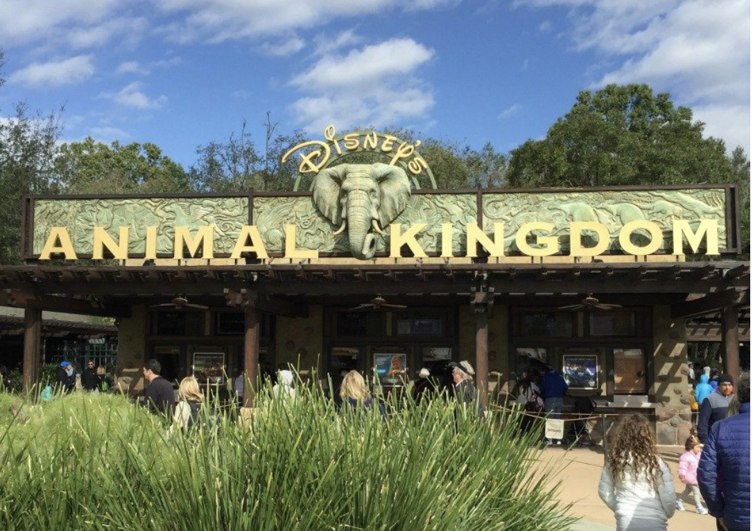 Quiet walk in Animal Kingdom 