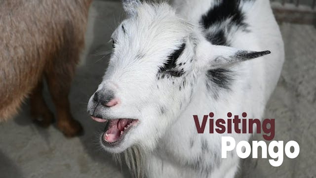 Visiting Pongo 