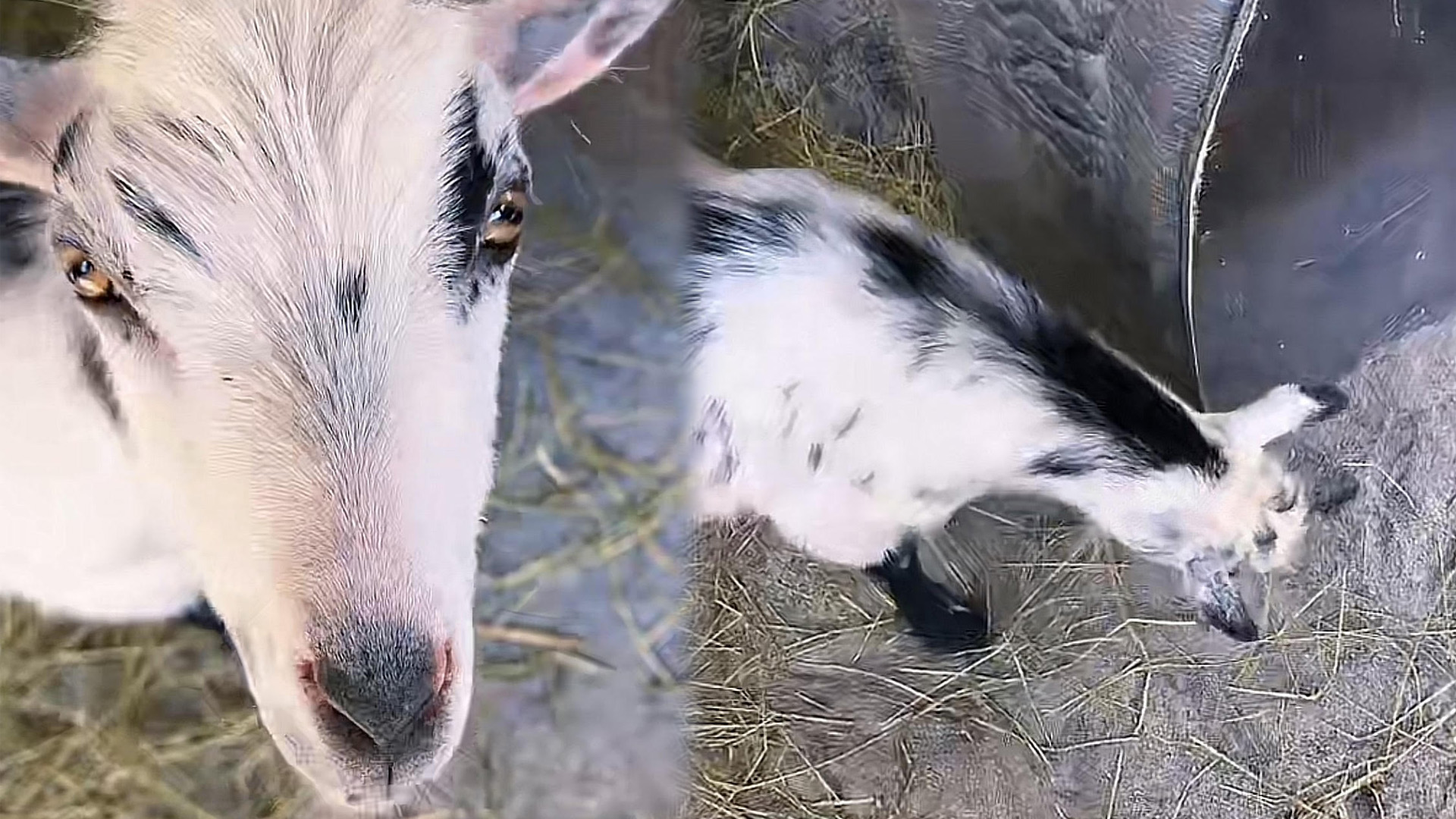 Visiting Pongo Again