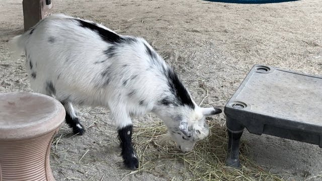 Pongo Visit During a Storm