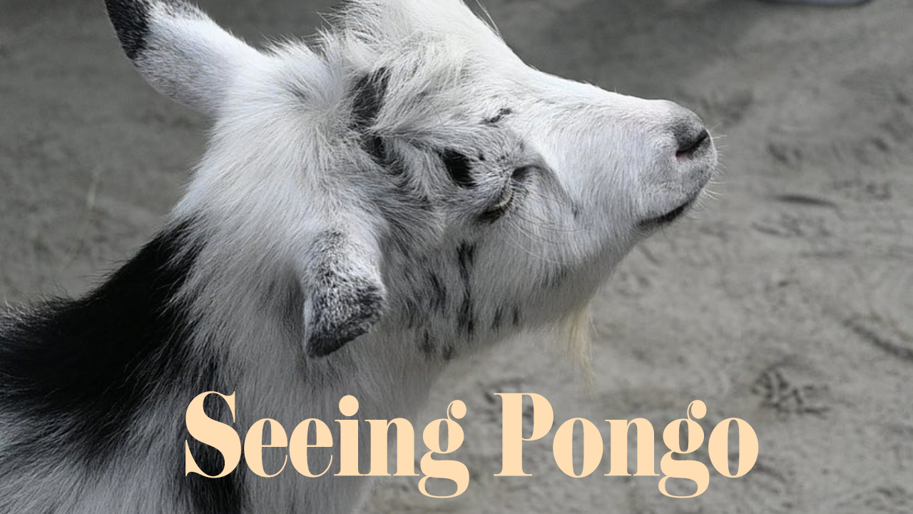 Seeing Pongo