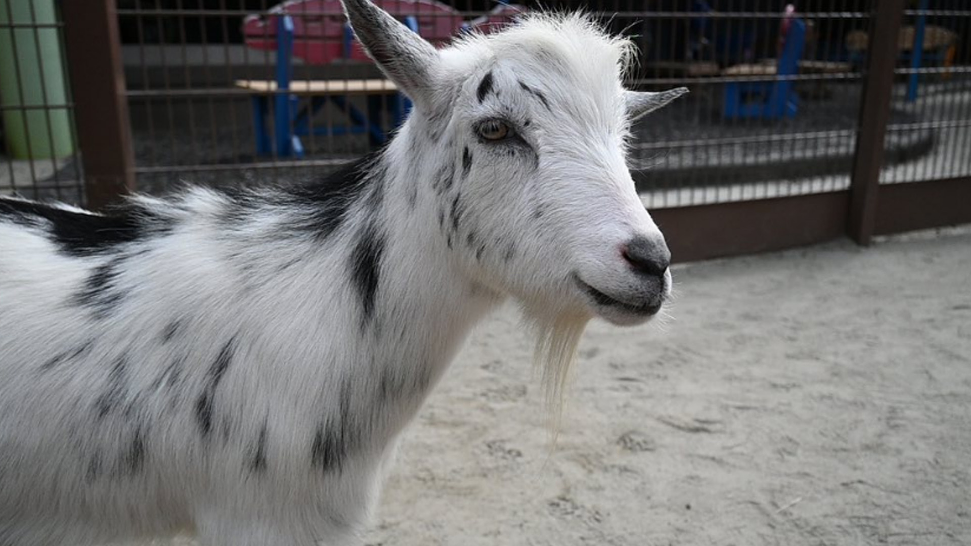 Another visit to Pongo