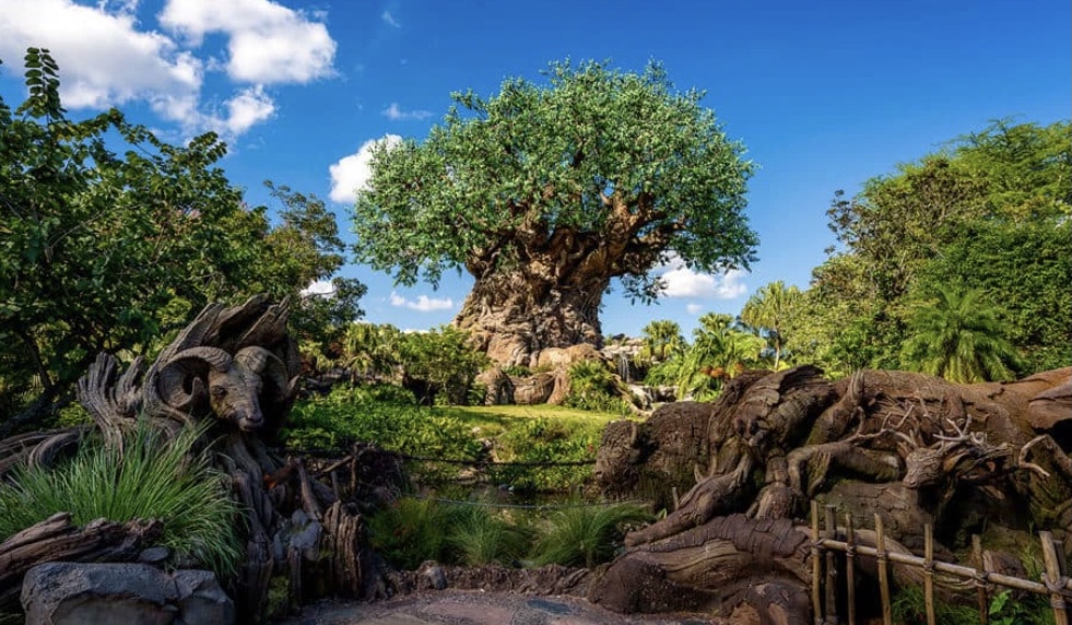 Quiet walk in Animal Kingdom 