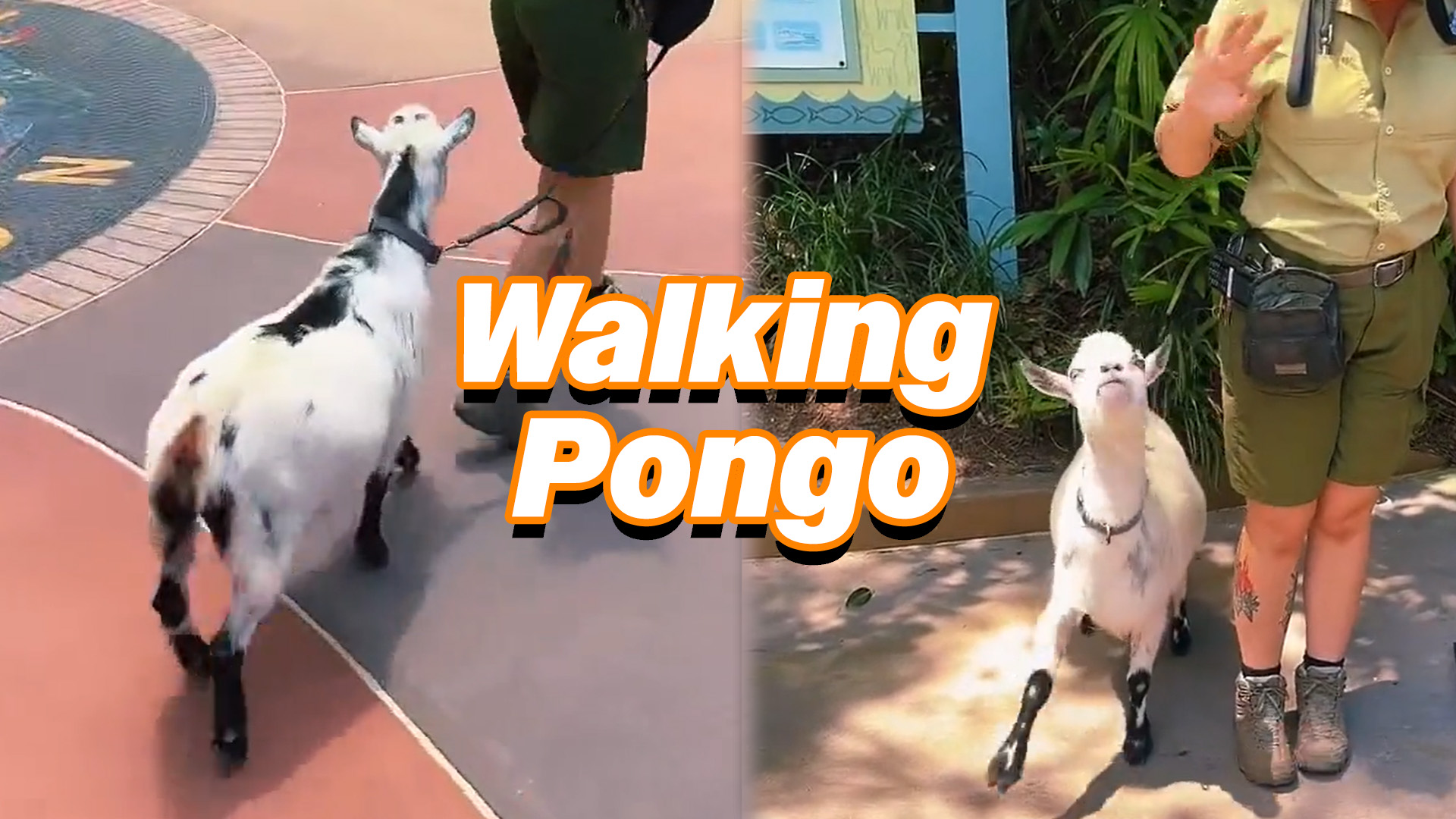 Walking with Pongo