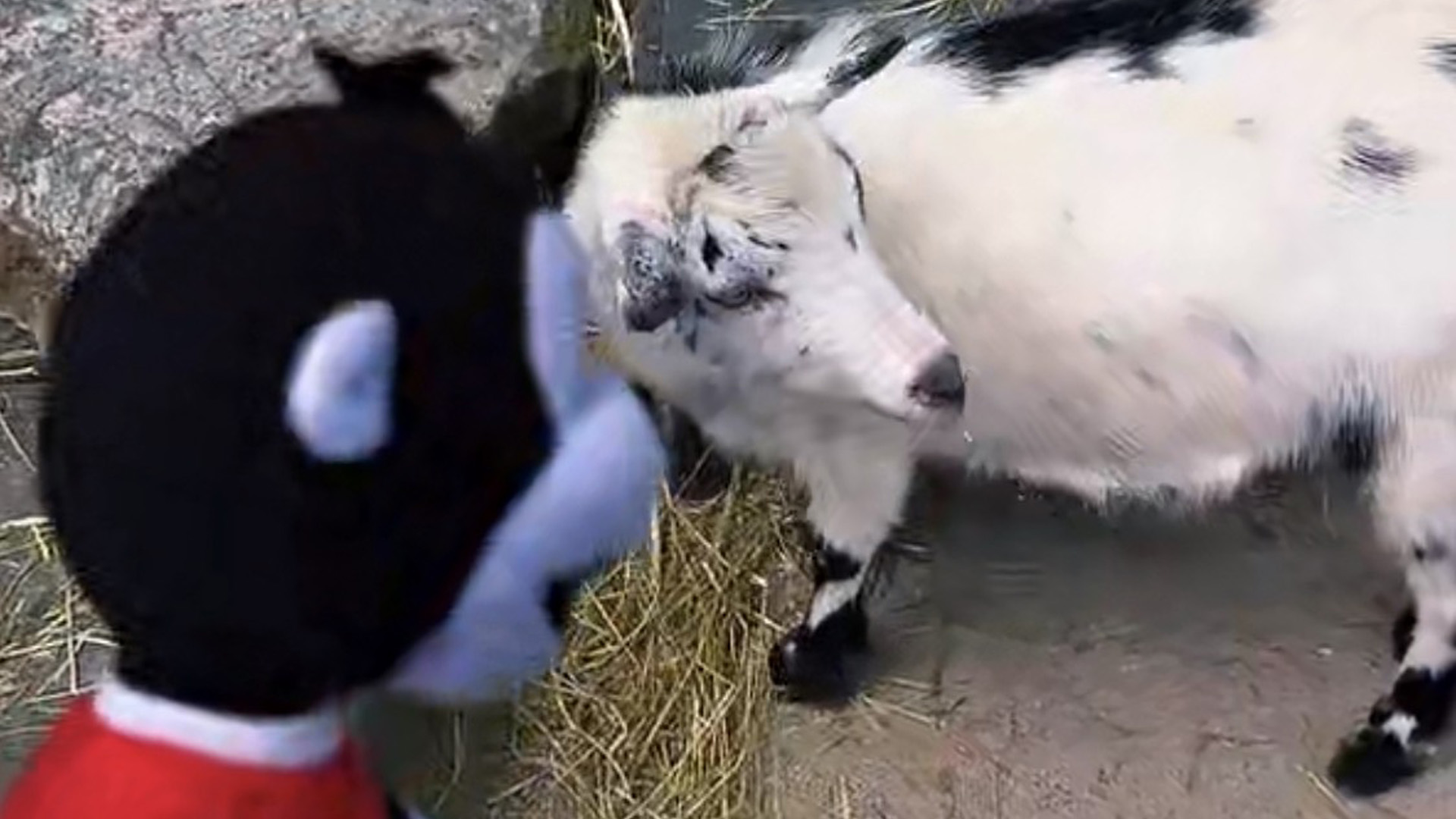 June 19th: Pongos Weekly Visit