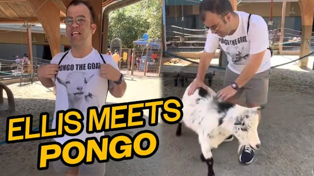 Summer of Ellis 2.0: Meeting Pongo (1.2)