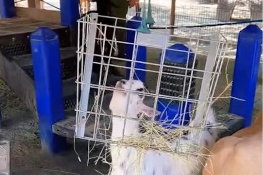 Pongo Returns