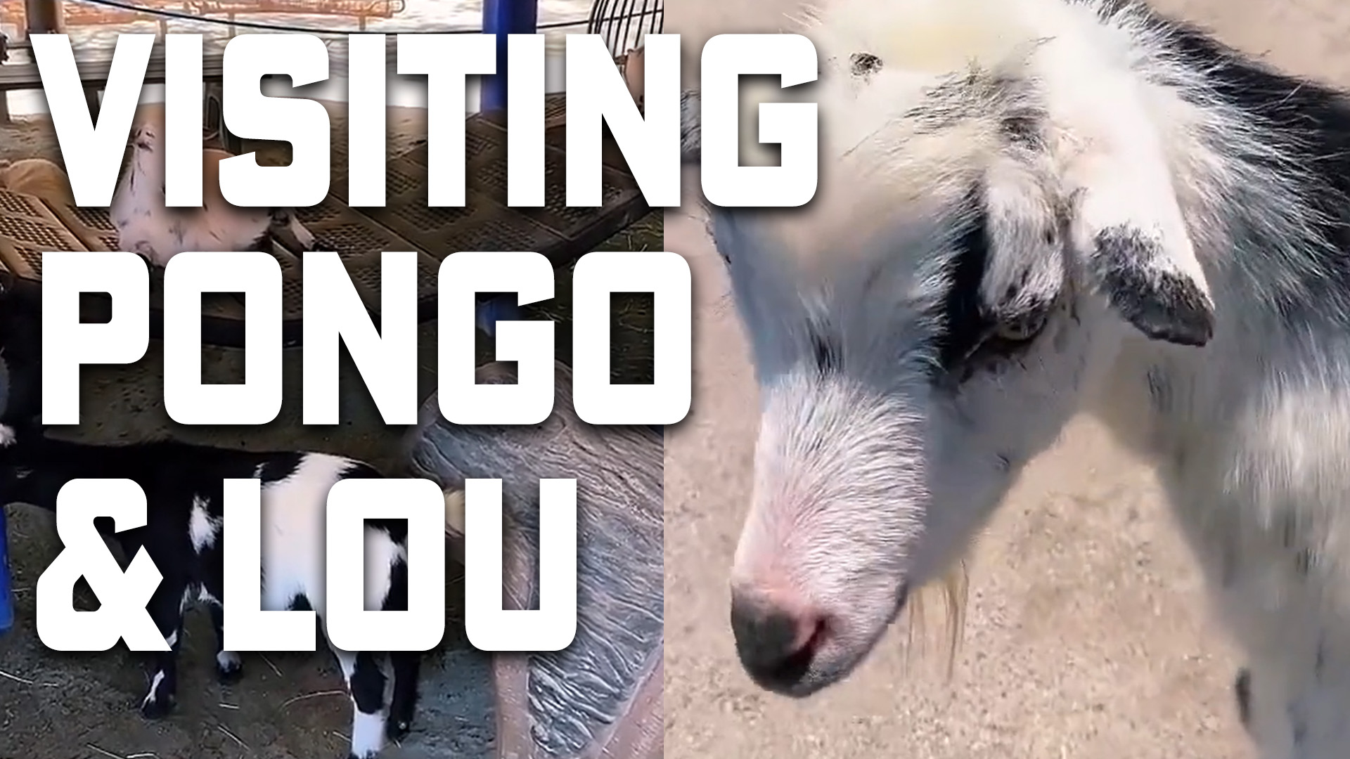 Visiting Pongo and Lou