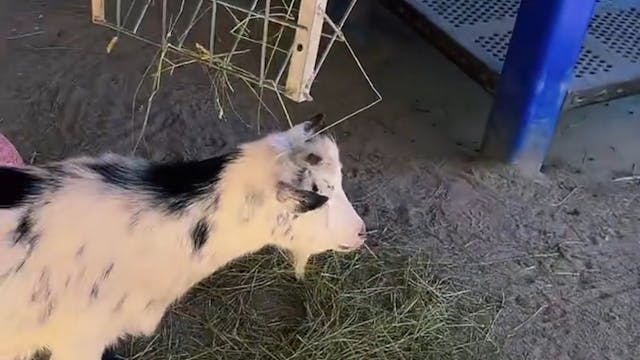 A Visit to Pongo 