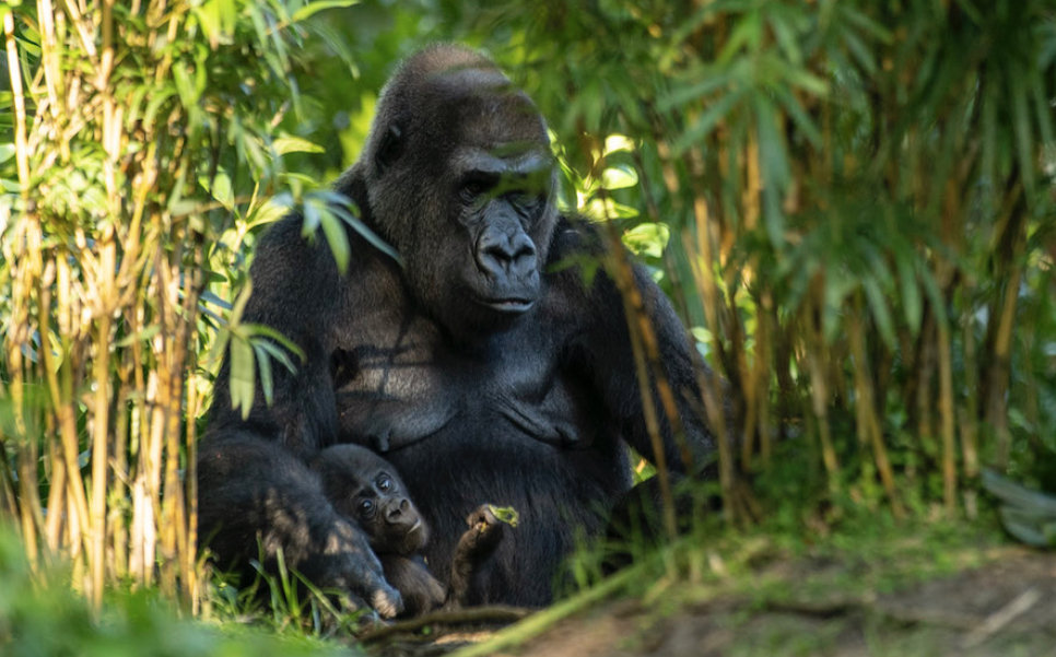 Quiet walk through Gorilla Falls Exploration Trail