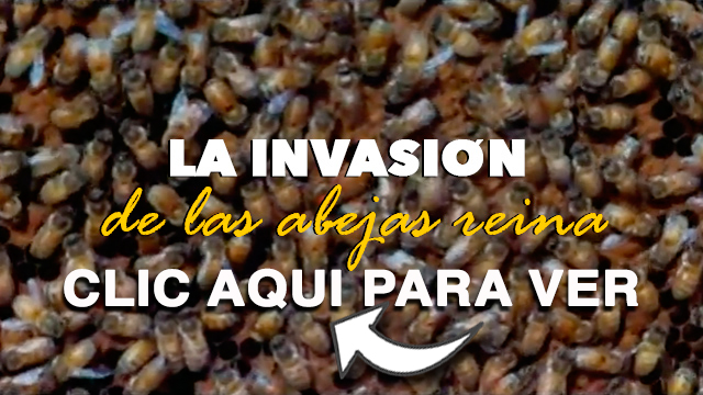 CANETTV Clásicos - La Invasión de las Abejas Reina