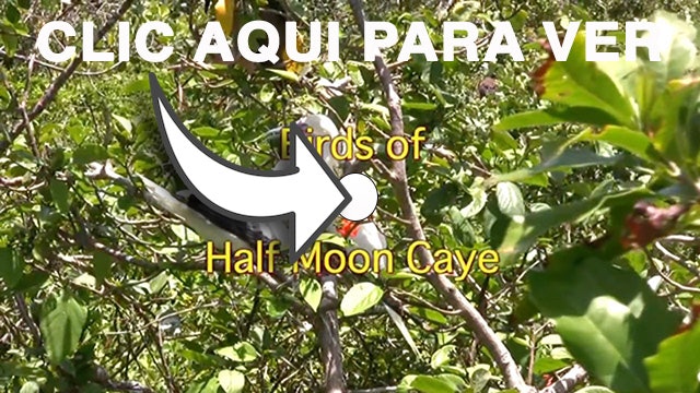 Birds of Half Moon Cay