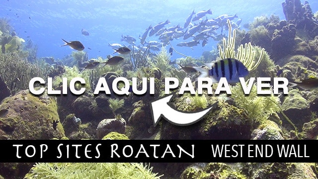 West End Wall Roatan Top Sites
