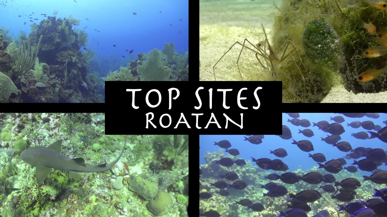 CANETTV Viajes / Roatan Top Sites