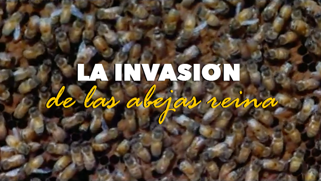 CANETTV Clásicos / La Invasión de las Abejas Reina