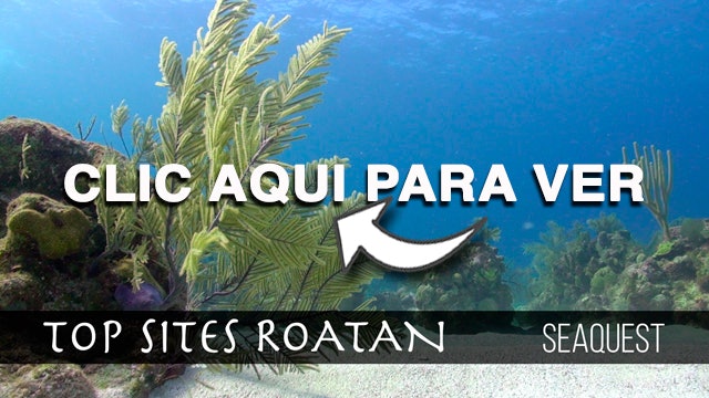 Seaquest Shallow Roatan Top Sites