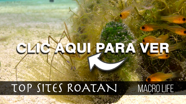 Macro Life Roatan Top Sites