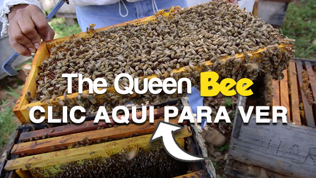 The Queen Bee