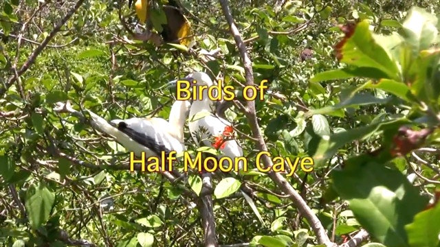 CANETTV Cortometraje / Birds of Half Moon Caye