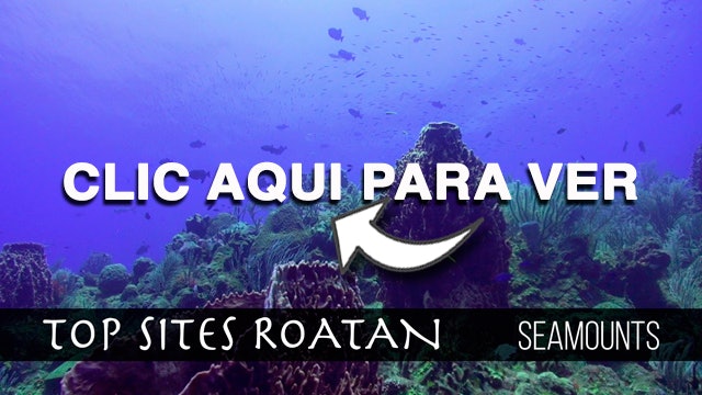 Cayos Cochinos Seamounts Roatan Top Sites