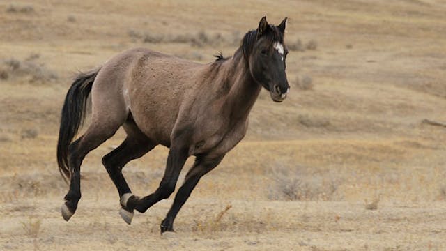 Story of First Wild Horse-HD 1080p