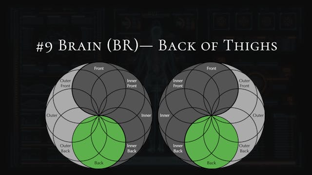 #9- Brain- Back of Thighs