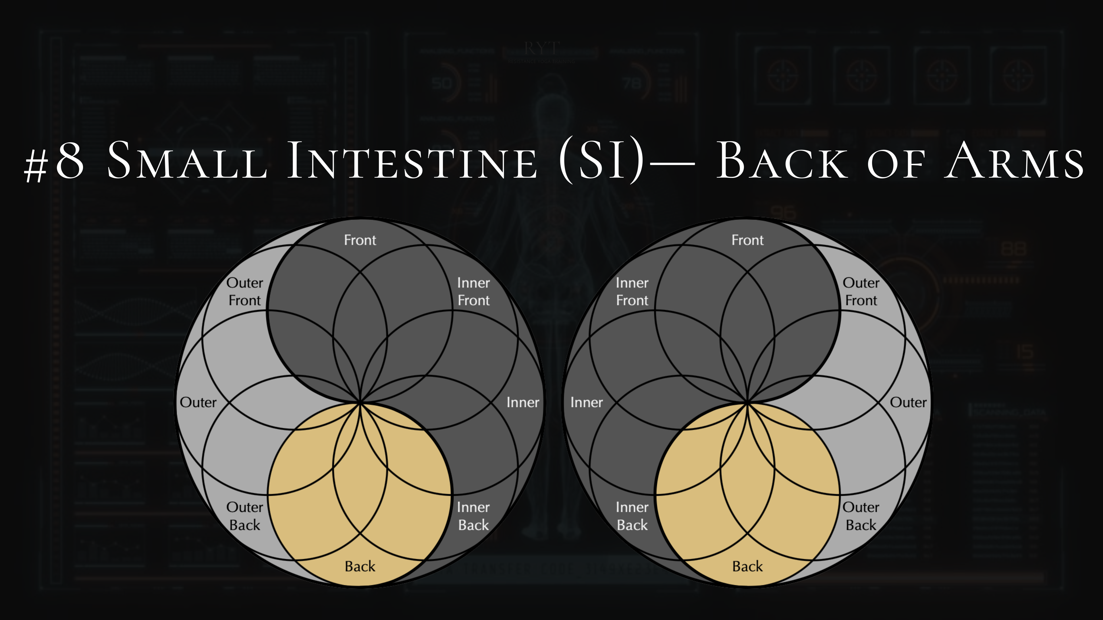 #8- Small Intestine- Back of Shoulders, Upper Back, Triceps
