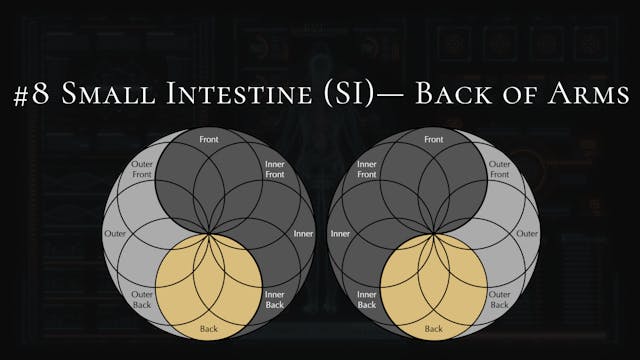 #8- Small Intestine- Back of Shoulders, Upper Back, Triceps