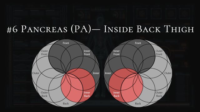 #6- Pancreas- Inside Back Thigh
