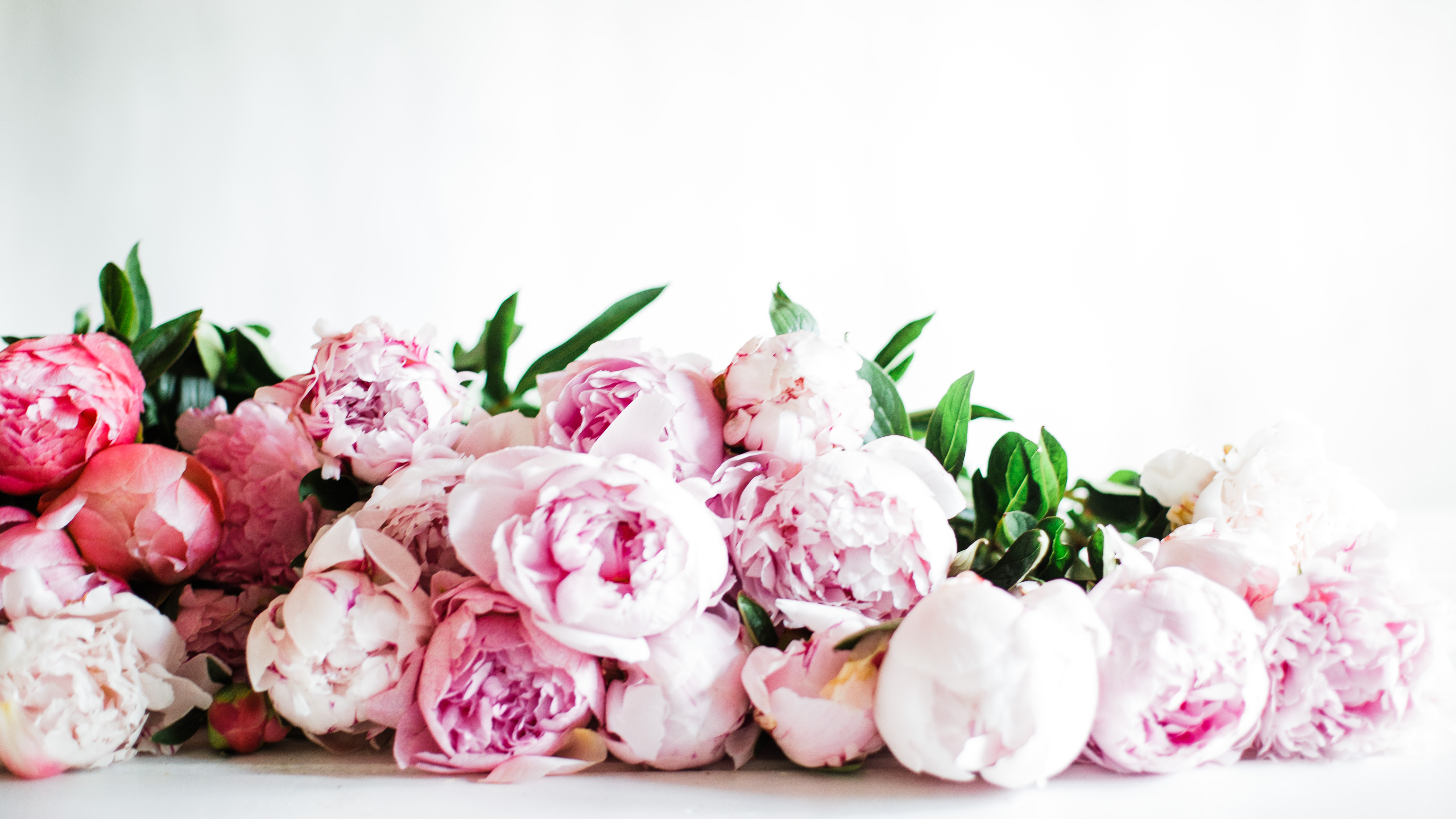 Peony care 