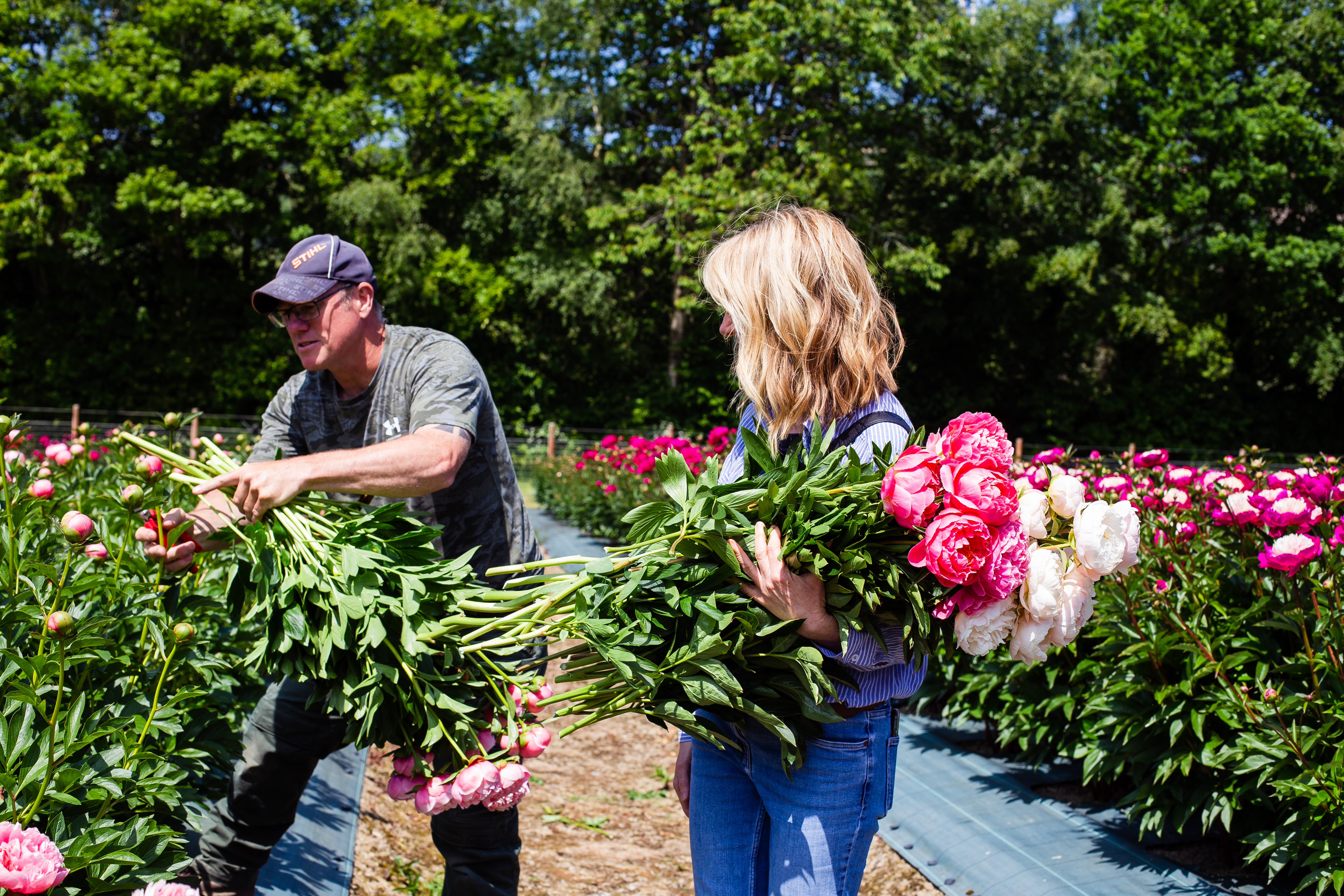 Visit to Border Peonies