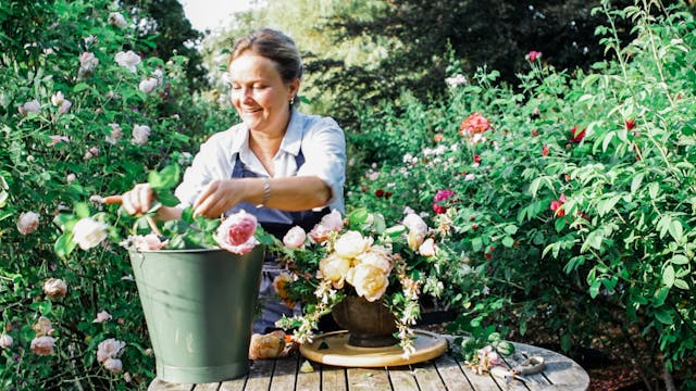 garden roses 