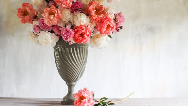 Peony season 