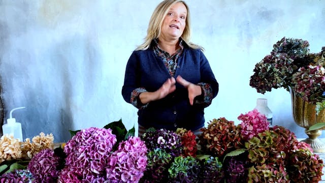 Hydrangea season 