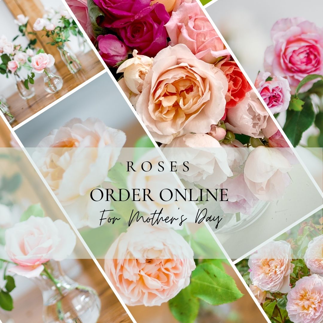 Instagram-posts-template-B-and-P-pdf