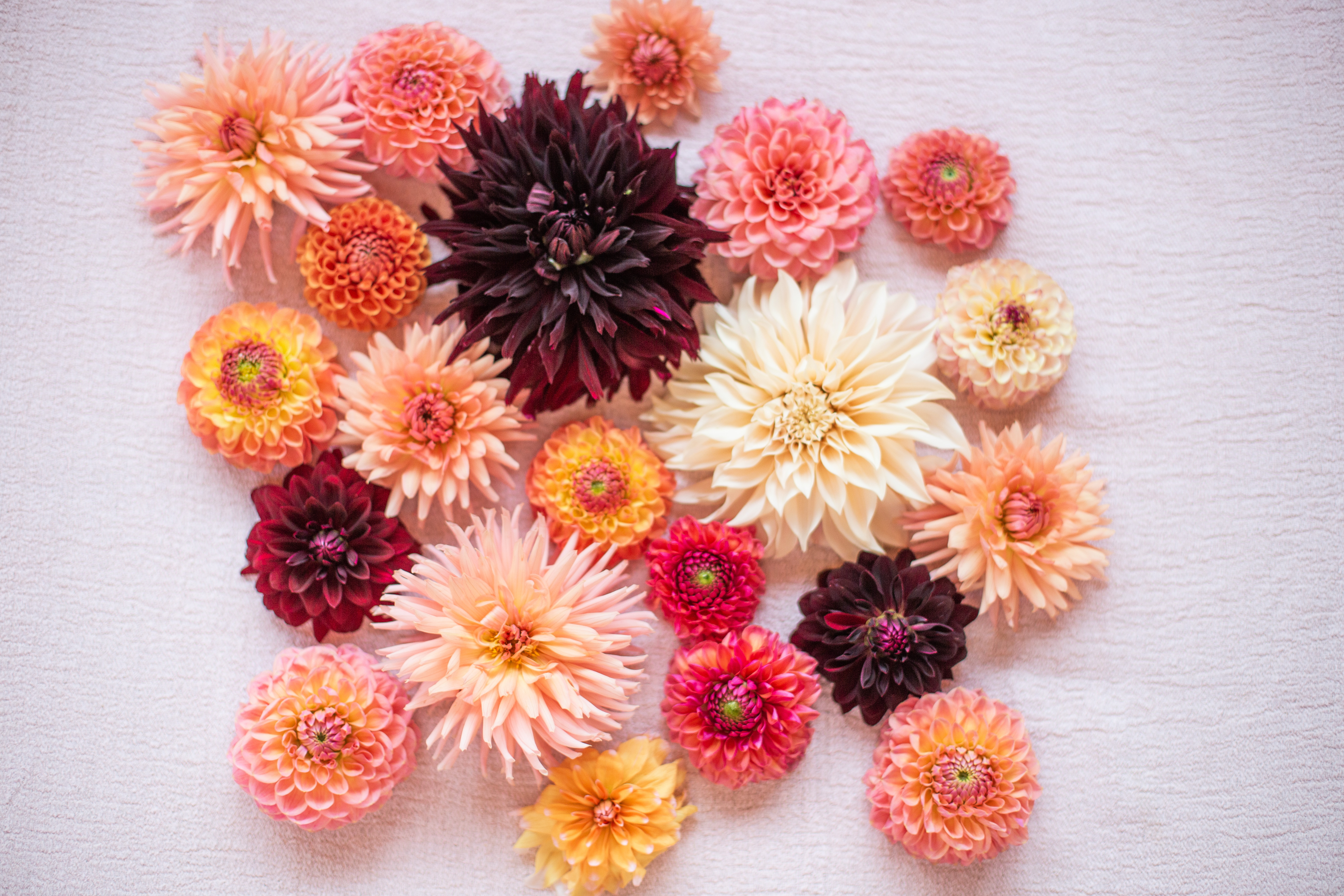 A guide to Dahlias with Philippa Stewart 