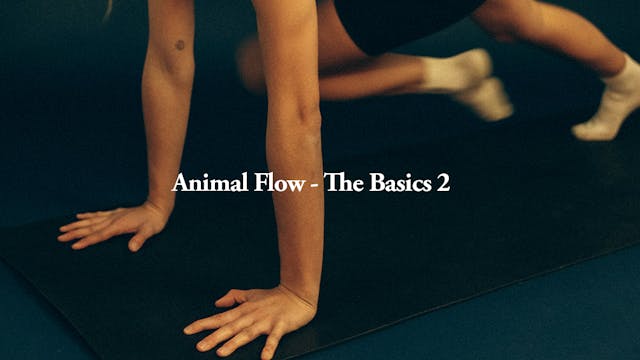 Animal Flow | The basics 2