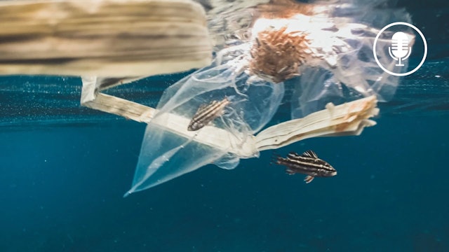 Interview: What We Can Do About Ocean Plastic Pollution with Nikkey Dawn