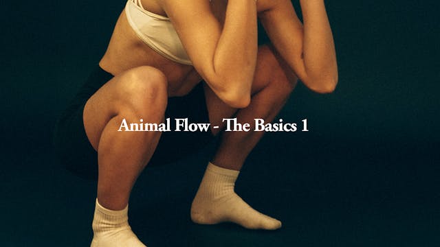 Animal Flow | The basics 1