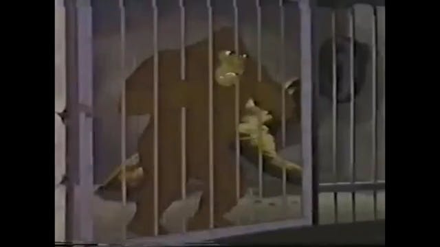 03 Lizards, Lizards, Everywhere