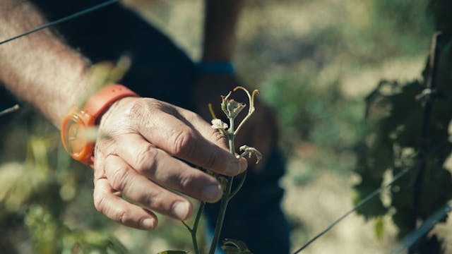 Il Timorasso - Un vitigno davvero par...