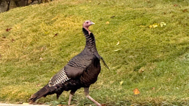 Feathers , bird allies and cleansing ...