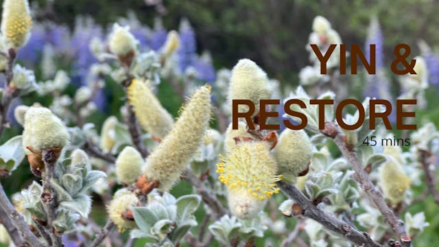 Yin & Restore July 2024