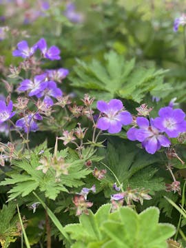 Divine Blissful Transformation Sound ...