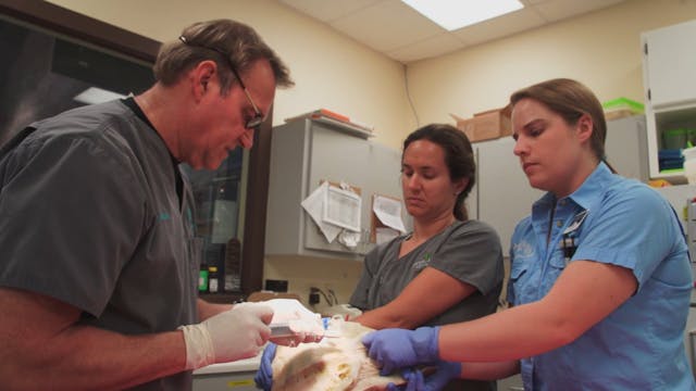 Georgia Sea Turtle Center Rehabilitation - Sea Turtle With Potential Torn Lung
