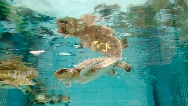 Saving Sea Turtles: Preventing Extinction Movie - Feature Length Documentary Only